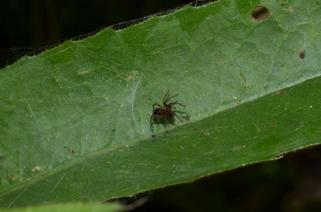 Agelenidae sp. - Massa Marittima (GR)
